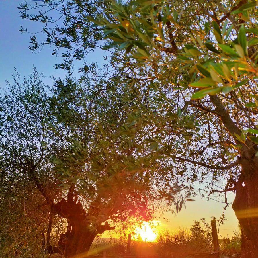 Agricamping Poggio Ai Pini Wine Camping تْشيرتالدو المظهر الخارجي الصورة